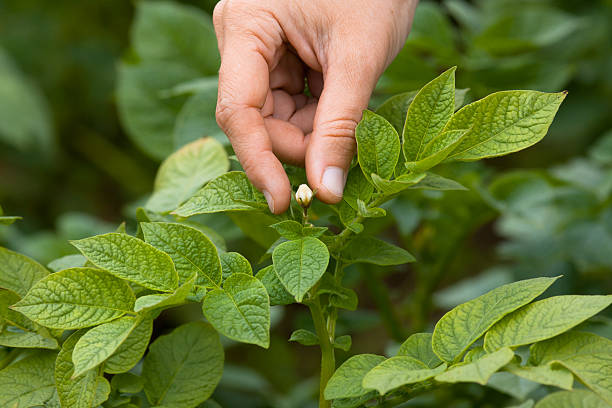 istock picking flowers from the potatoes, closeup 485535550