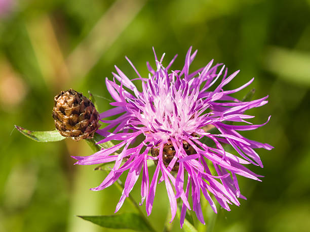 istock Blooming Brown Knapweed, Centaurea jacea macro, selective focus, shallow DOF 485536420