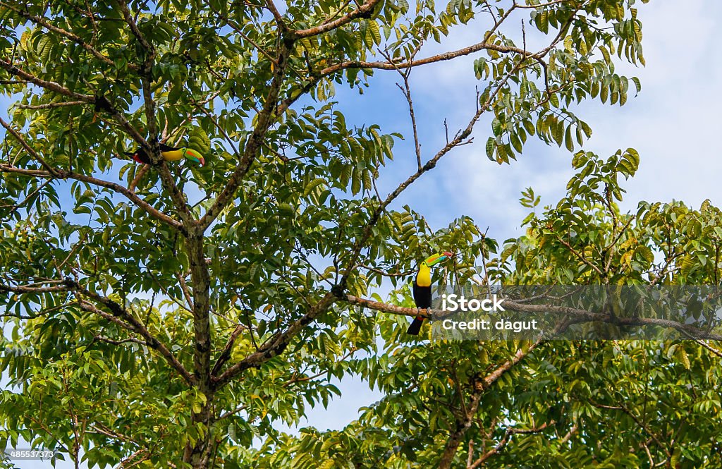 Toucan in the canopy Animal Stock Photo