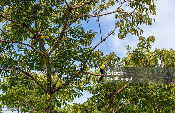 Toucan In The Canopy Stock Photo - Download Image Now - Animal, Animal Wildlife, Animals In The Wild