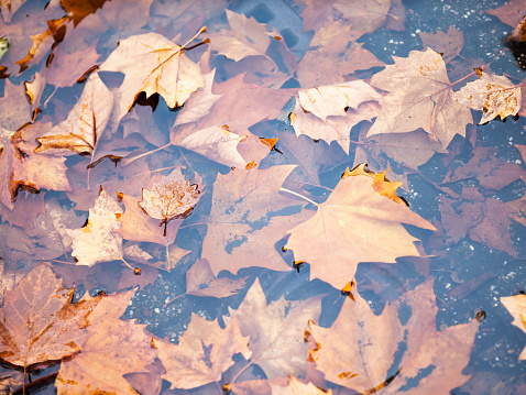 Yellow leaves fallen from the trees lying water