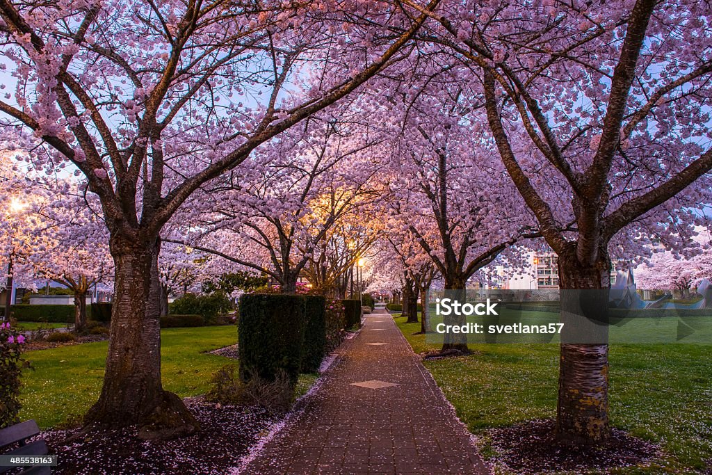 Cherry Blossom State Capitol Park in Salem OR is especially beautiful in early spring when cherry trees are blooming. Salem - Oregon Stock Photo