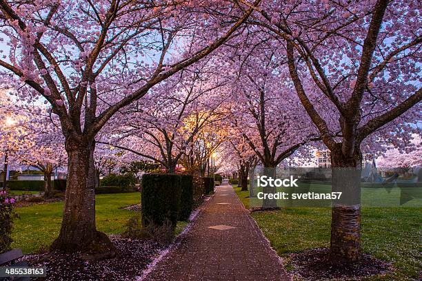 Cherry Blossom Stock Photo - Download Image Now - Salem - Oregon, Cherry Blossom, Blossom