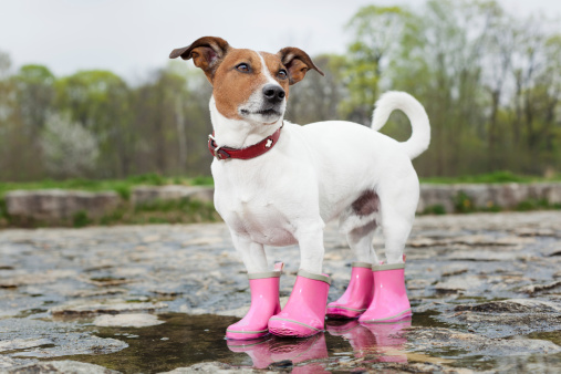 dog wearing pink rubber boots inside a puddle