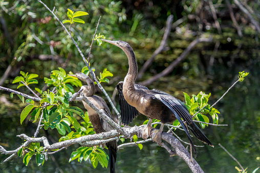 The Anhinga is standing on a tree branch drying his feathers in the Florida Sun. This sharp high resolution image is capable of producing extremely large enlargements with minimum loss of quality.