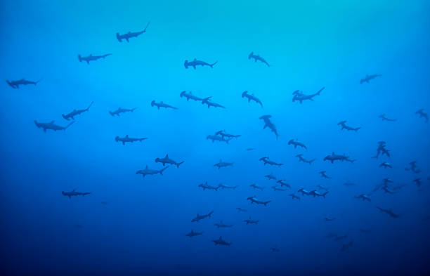 istock Schooling Scalloped Hammerhead Sharks 485538757