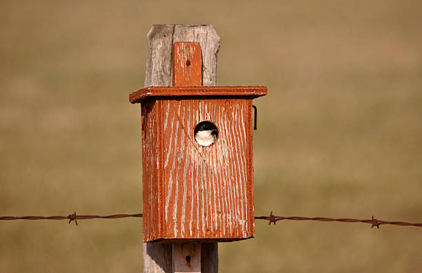 istock Swallow in bird house 485539299