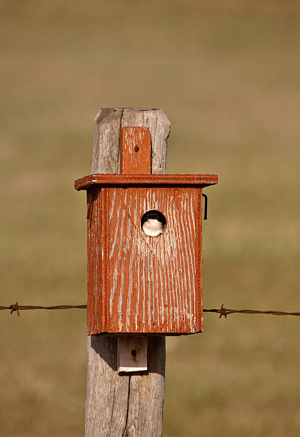istock Swallow in bird house 485539301