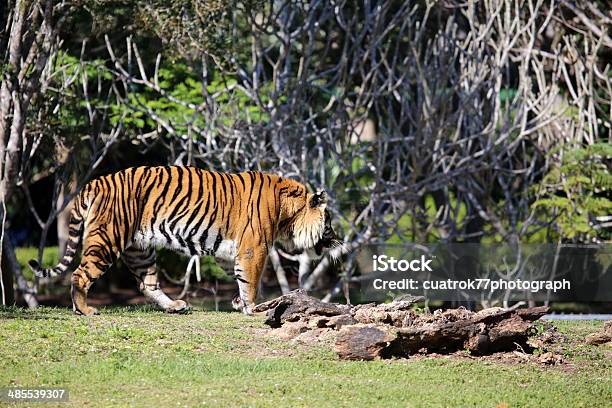 Tiger Stock Photo - Download Image Now - Animal Body Part, Animal Markings, Animal Themes