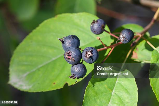 Ripe Serviceberry On A Bush Macro Selective Focus Stock Photo - Download Image Now - Berry Fruit, Saskatoon, 2015