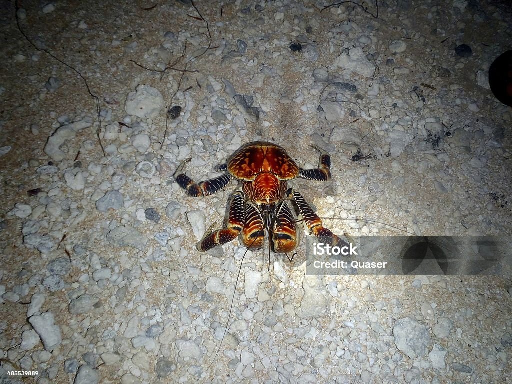 Coconut Crab Rare shot of a large coconut crab Animal Stock Photo