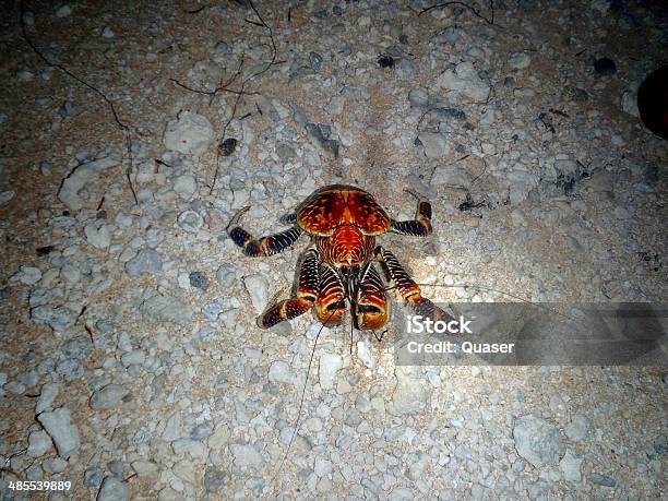 Coconut Crab Stock Photo - Download Image Now - Animal, Coconut Crab, Crab