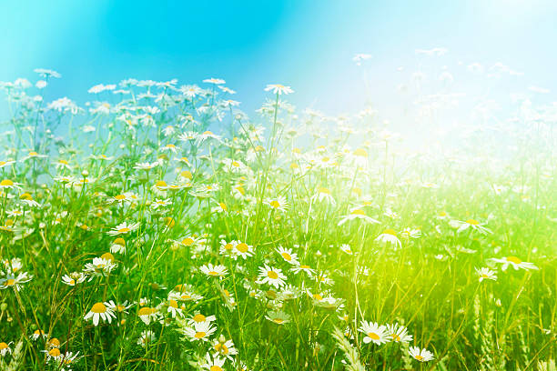 istock Beautiful Marguerites Against The Blue Sky 485540611