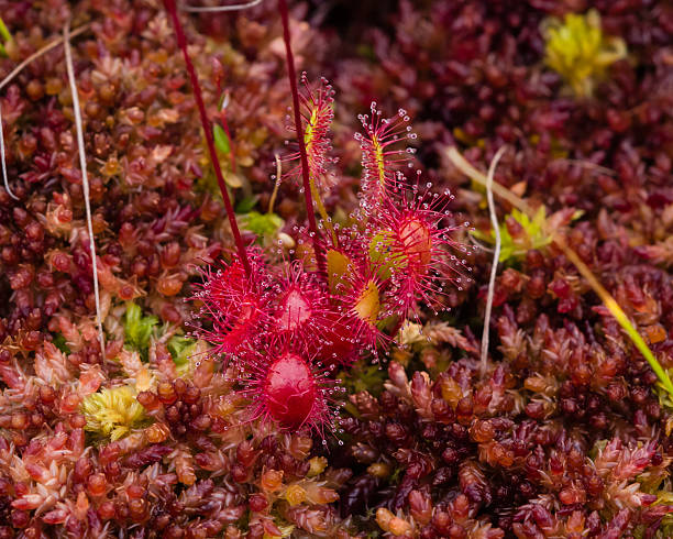 istock English sundew, Drosera anglica, macro, selective focus, shallow DOF 485541048