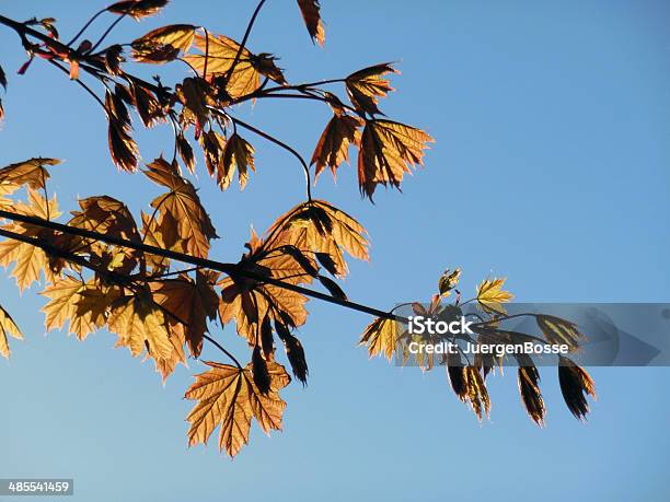 Ahorn Blätter Im Sonnenlicht Stockfoto und mehr Bilder von Ahornblatt - Ahornblatt, Baum, Blatt - Pflanzenbestandteile