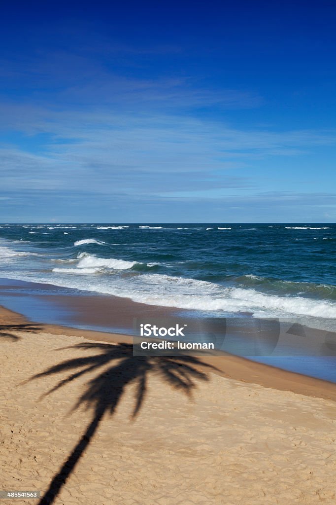 Praia em Salvador, Bahia - Royalty-free Animal perdido Foto de stock