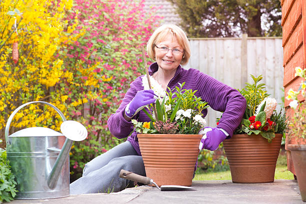 gardening senior woman gardeninghttp://www.stuartrayner.com/seniorgardening.jpg healthy marijuana cannabis plant growing in a garden stock pictures, royalty-free photos & images