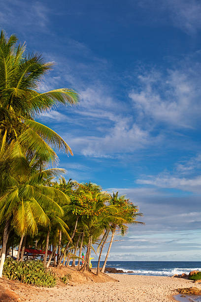 istock Beach in Salvador, Bahia 485541653