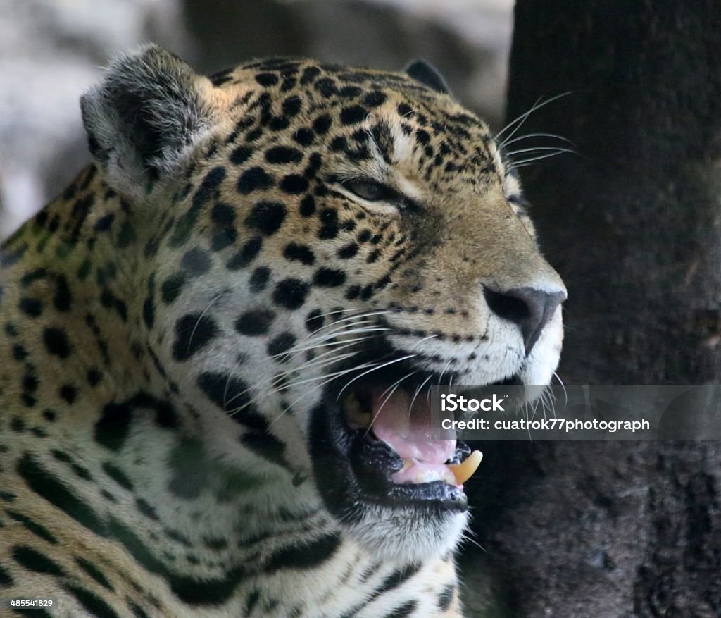 Jaguar Stock Photo - Download Image Now - Jaguar - Cat, Roaring, Animal - iStock Jaguar Stock Photo - Download Image Now - Jaguar - Cat, Roaring, Animal - iStock