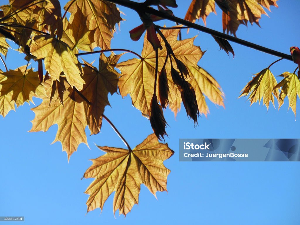 Ahorn Blätter im Sonnenlicht - Lizenzfrei Ahornblatt Stock-Foto