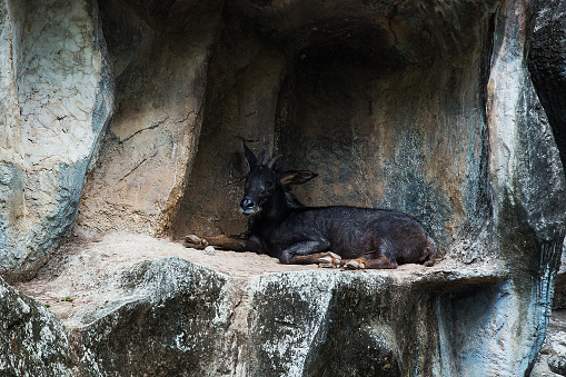 Sumantran Serow A species of goat-antelope native to mountain forests in the Thai-Malay Peninsula and on the Indonesian island of Sumatra. (capricornis sumatraensis)
