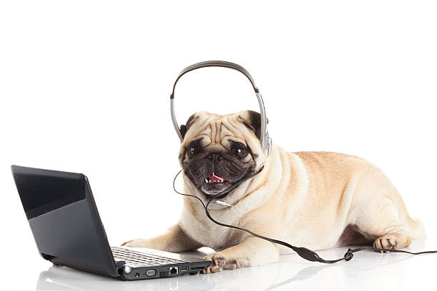istock Pug Dog with laptop. 485543803