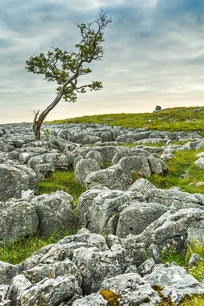 istock Isolated Tree And Limestone Pavement At Twistleton Scar. 485544642