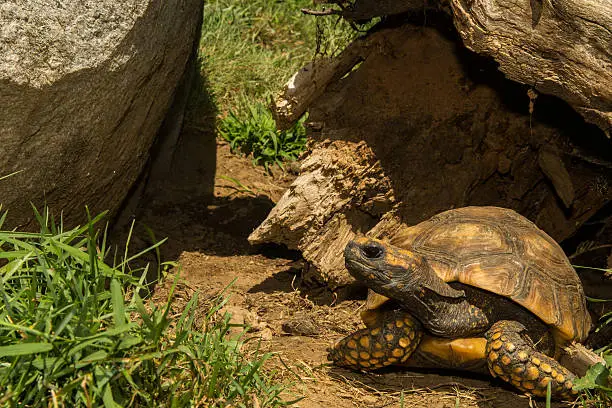Photo of Red-footed Tortoise
