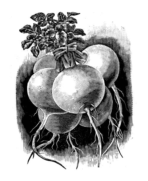 antyczne ilustracja z rzodkiewka rzepa - radish white background vegetable leaf stock illustrations