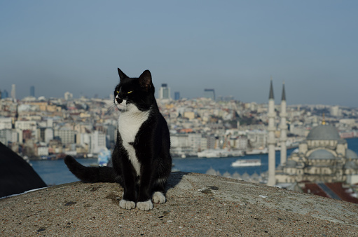 Cat on the roof of an old bazaar and view of emınonu behind.