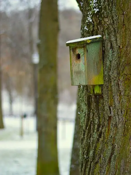 A nesting-box in the park