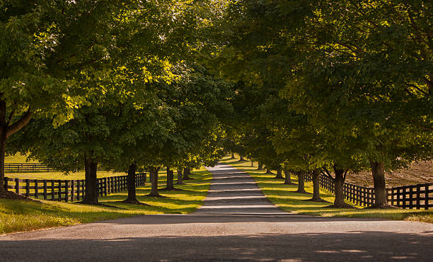 istock Country road covered with a canopy of trees 485553942