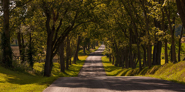 istock Country road covered with a canopy of trees 485553944