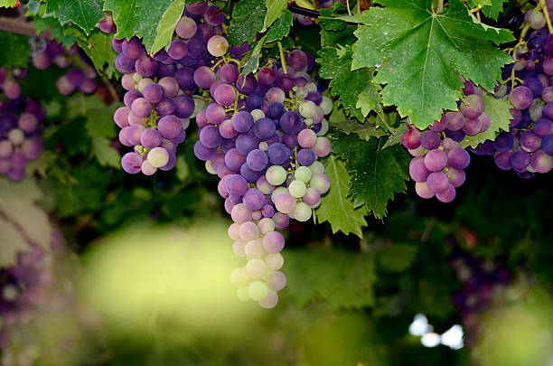 istock Grapes on the Vine just before harvest 485553978