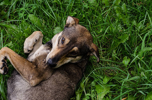 istock homeless dog in the park 485554178