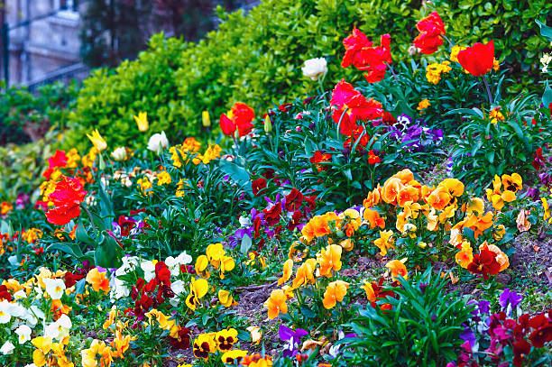 istock Blossoming varicolored flowerbed. 485554436
