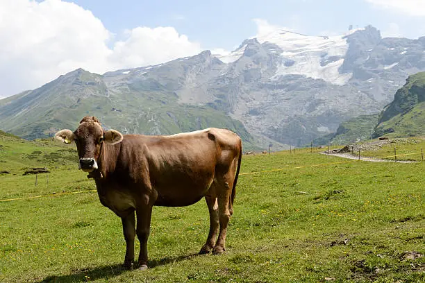 Cow in pasture at Truebsee over Engelberg on the Swiss alps