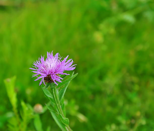 istock Purple cornflower in the field 485555198