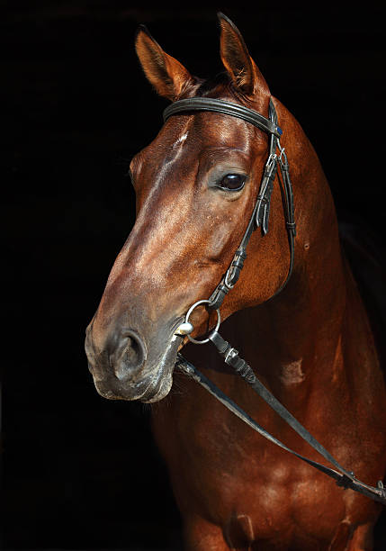 istock Brown horse standing in barn door 485555652