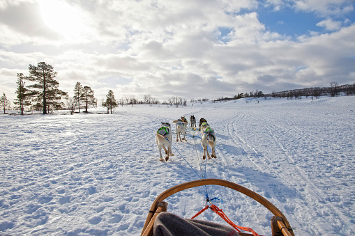 Dog Sledding in the Troms countryside, Norway. 