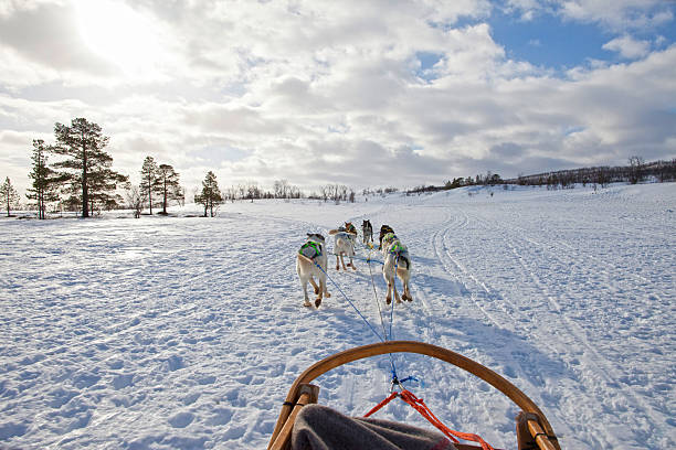 Huskies Pulling Sled Through the Snow Dog Sledding in the Troms countryside, Norway.  finnmark stock pictures, royalty-free photos & images