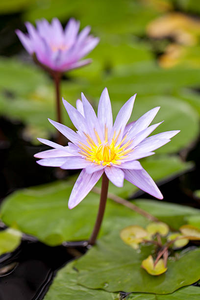 fiore di loto - lotus lotus root purple single flower foto e immagini stock