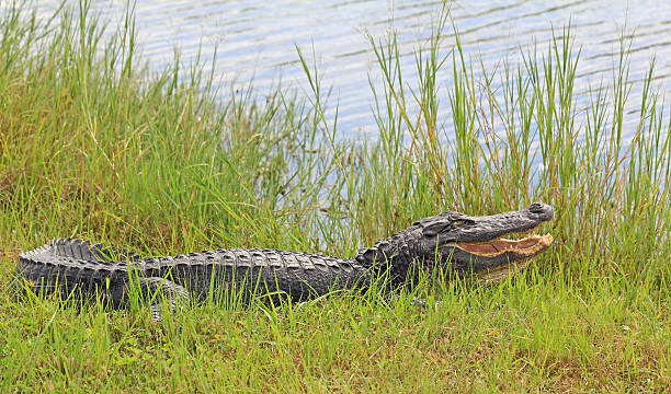 istock Alligator with open mouth laying on grass 485557437