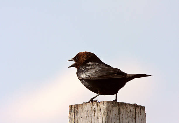 istock Male Brown headed Cowbird perched on fence post 485557547