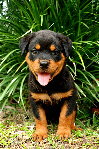 Closeup of a Rottweiler puppy on a sofa.