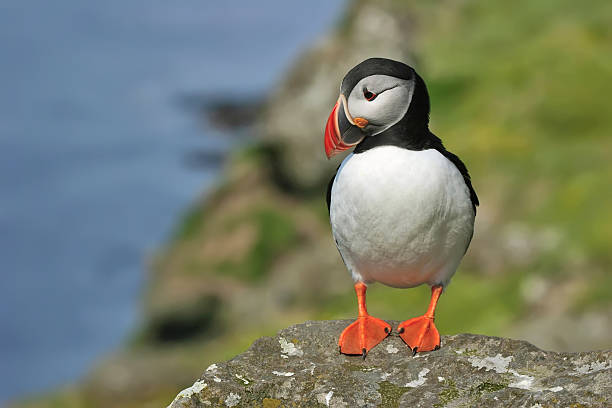 Puffin on a rock high above the coastline A colorful puffin stands on a rocky outcropping high above the ocean shore below. puffin photos stock pictures, royalty-free photos & images