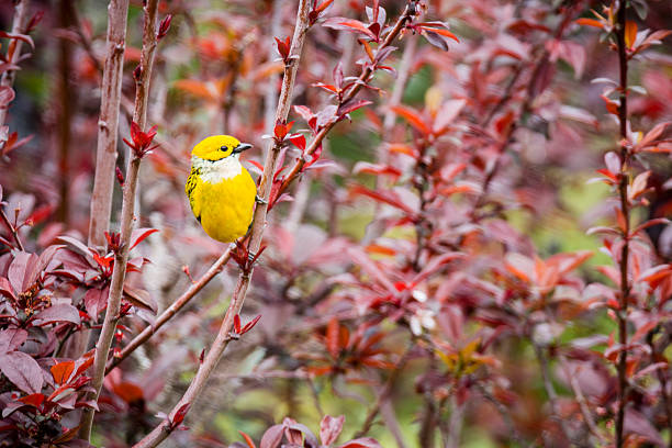 Silver-throated Tanager (Tangara icterocephala), Costa Rica.  Tropical yellow  bird perched in a red leafed bush.