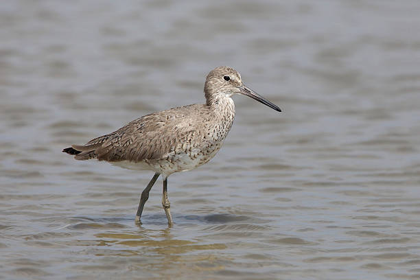 istock Willet Wading in Shallow Water - Bolivar Peninsula, Texas 485558430