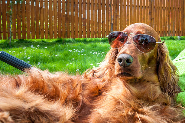 Dog taking sun bath Irish setter lying on a deckchair with sunglasses on dog Irish Setter stock pictures, royalty-free photos & images