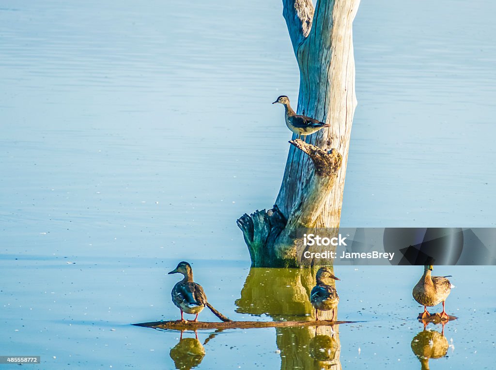 Duck Sentry on Watch Protecting His Family 2015 Stock Photo